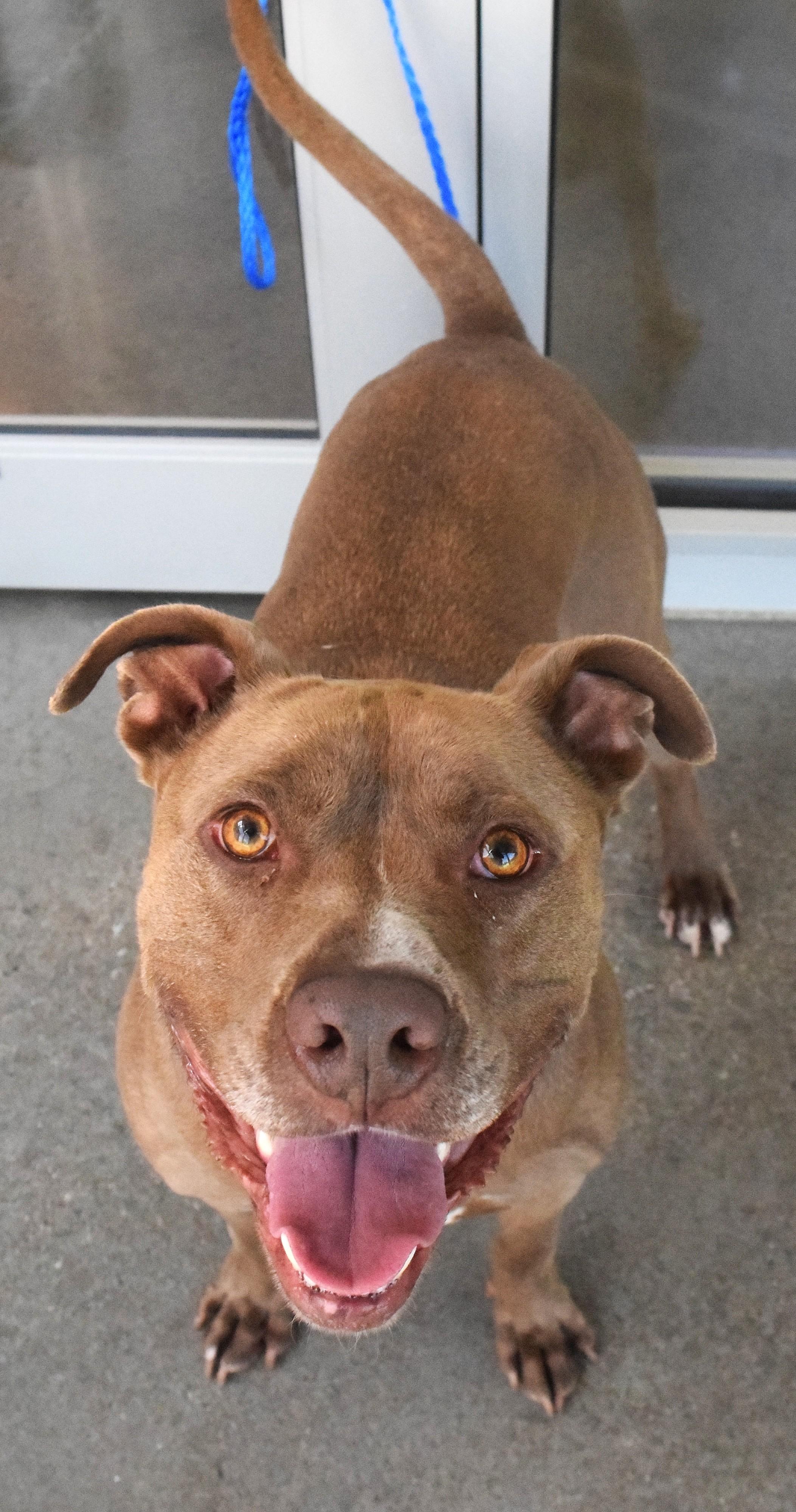 Enlarge #22128, a ADOPTABLE mixed breed in Broken Arrow, OK image 1/1