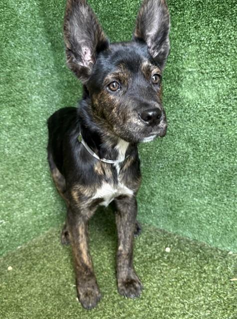 CONAN, Adoptable, Puppy Male German Shepherd Dog.