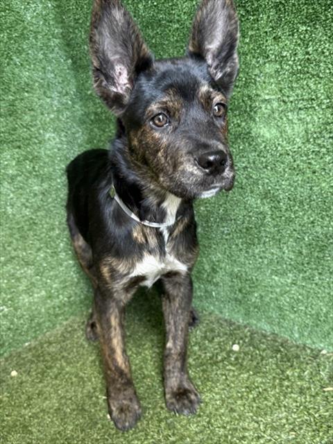 CONAN, Adoptable, Young Male German Shepherd Dog.
