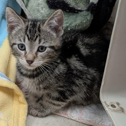Enlarge Benedict *, an adopted Domestic Short Hair in Douglas, MI image 1/2