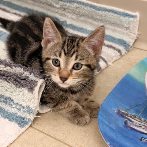 Enlarge Benedict *, an adopted Domestic Short Hair in Douglas, MI image 2/2