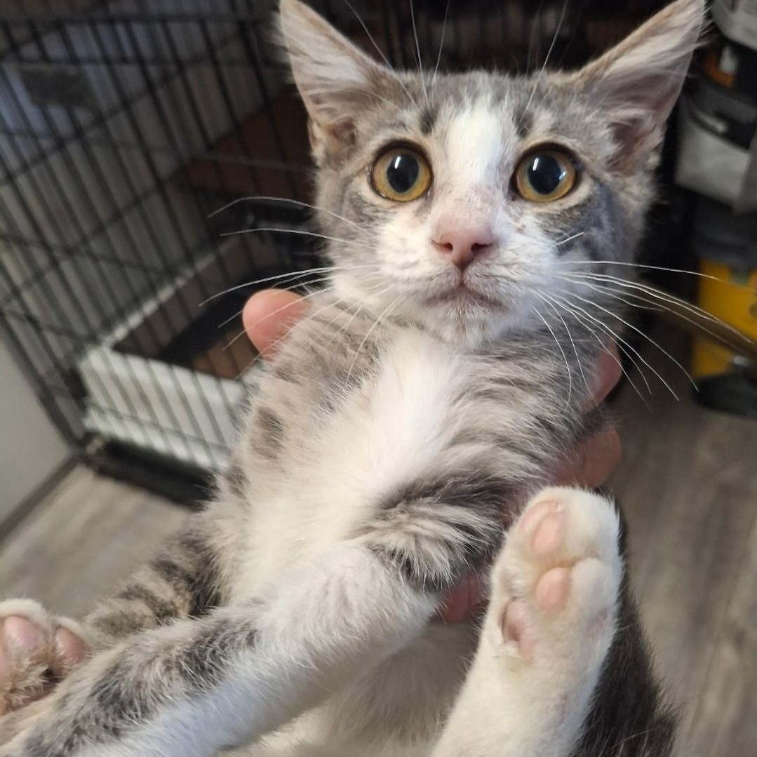 Enlarge Sope, an adoptable Domestic Short Hair in Orange, CA image 1/1