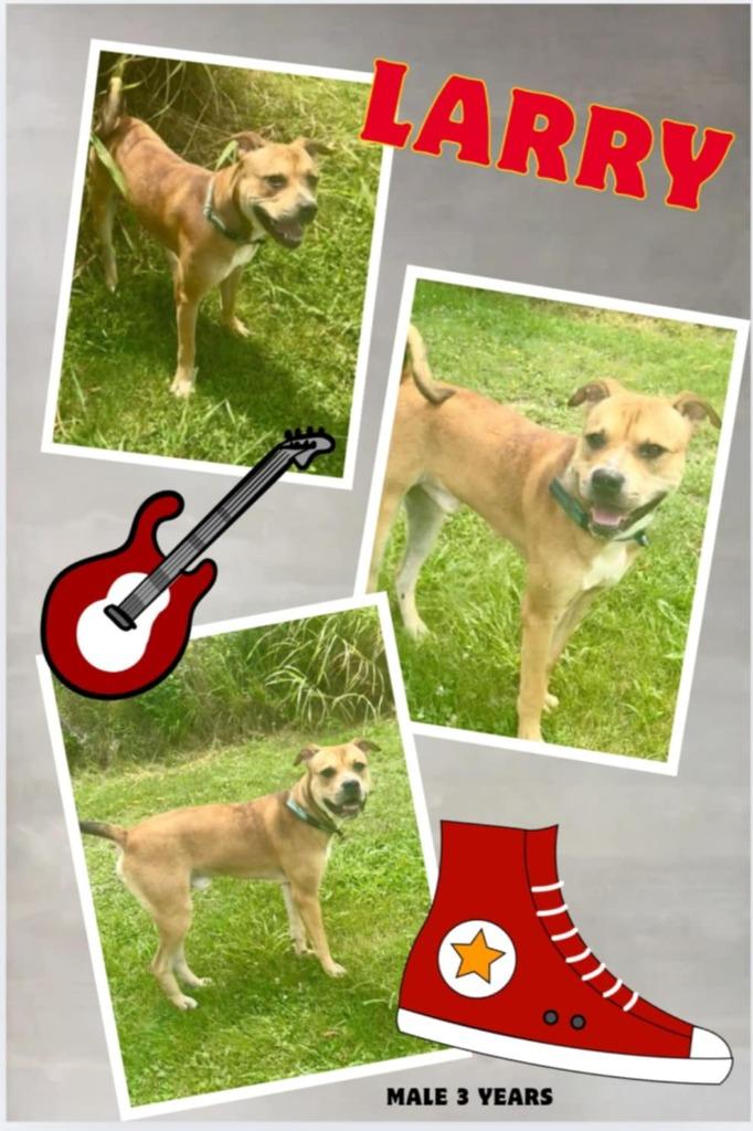 Larry, Adoptable, Adult Male Pit Bull Terrier & Mixed Breed.