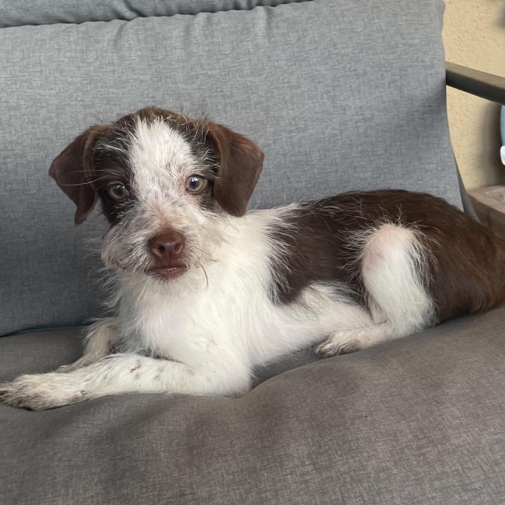 Toby, Adoptable, Puppy Male Terrier.