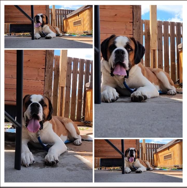 Izzy, a Adoptable Saint Bernard in Lethbridge, AB image 6/6