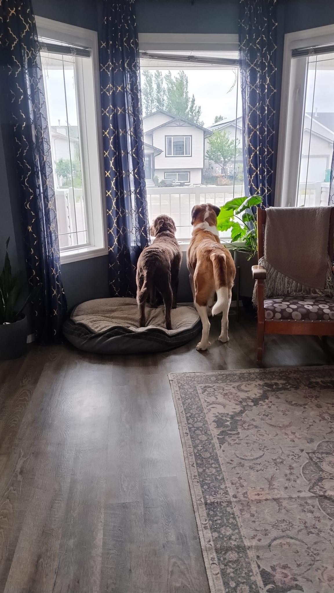 Izzy, an adoptable Saint Bernard in Lethbridge, AB, T1K 7V5 | Photo Image 3