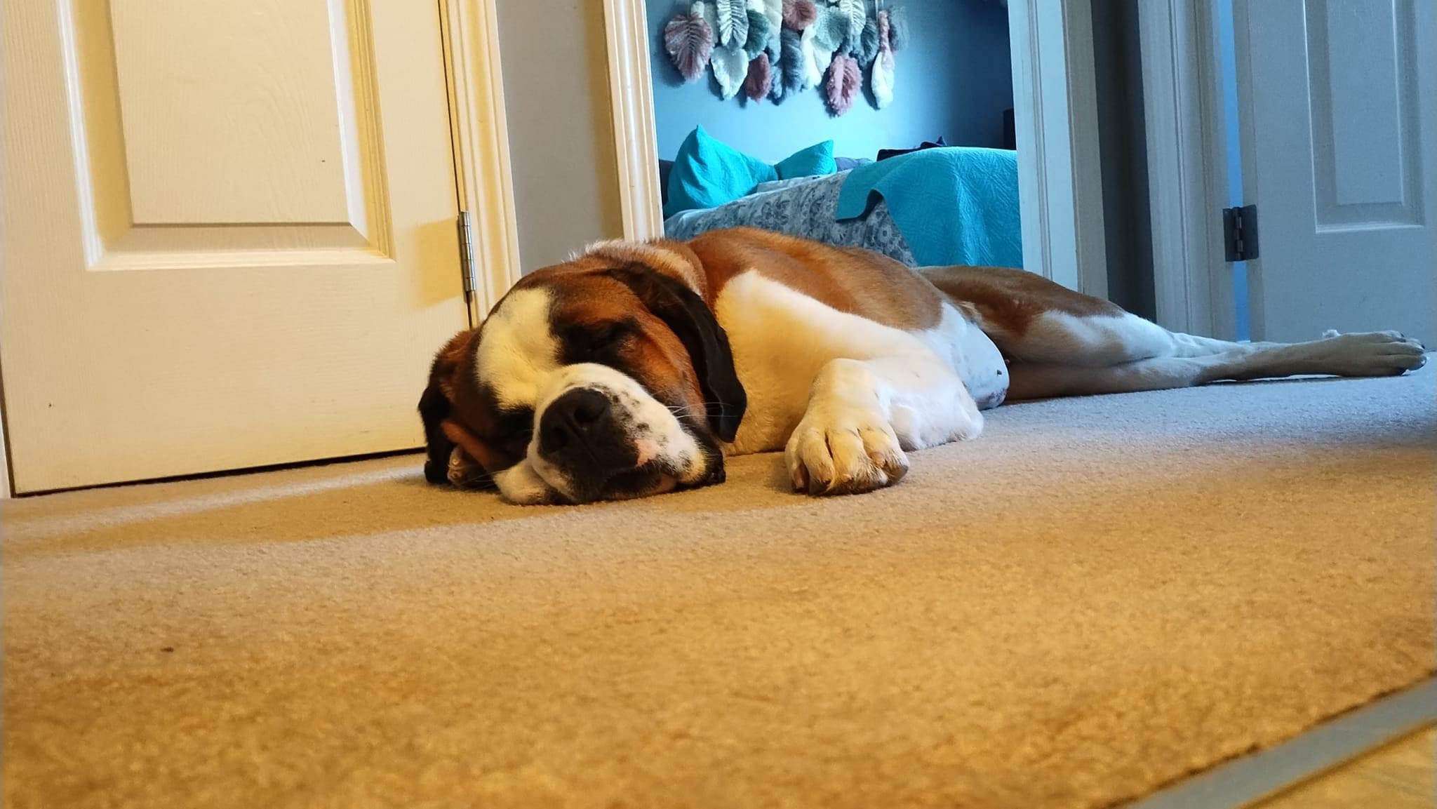 Izzy, an adoptable Saint Bernard in Lethbridge, AB, T1K 7V5 | Photo Image 4