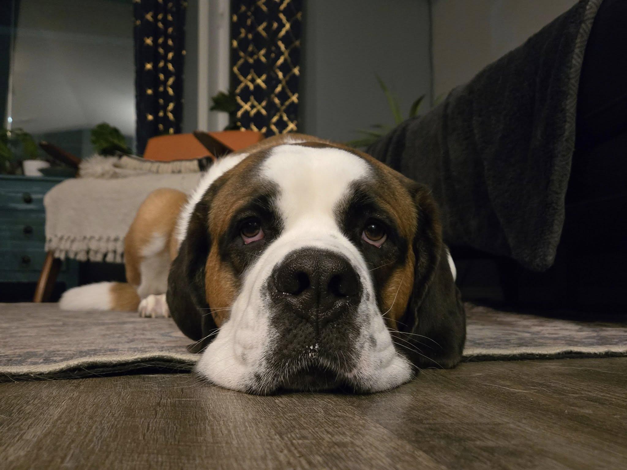 Izzy, a Adoptable Saint Bernard in Lethbridge, AB image 1/6