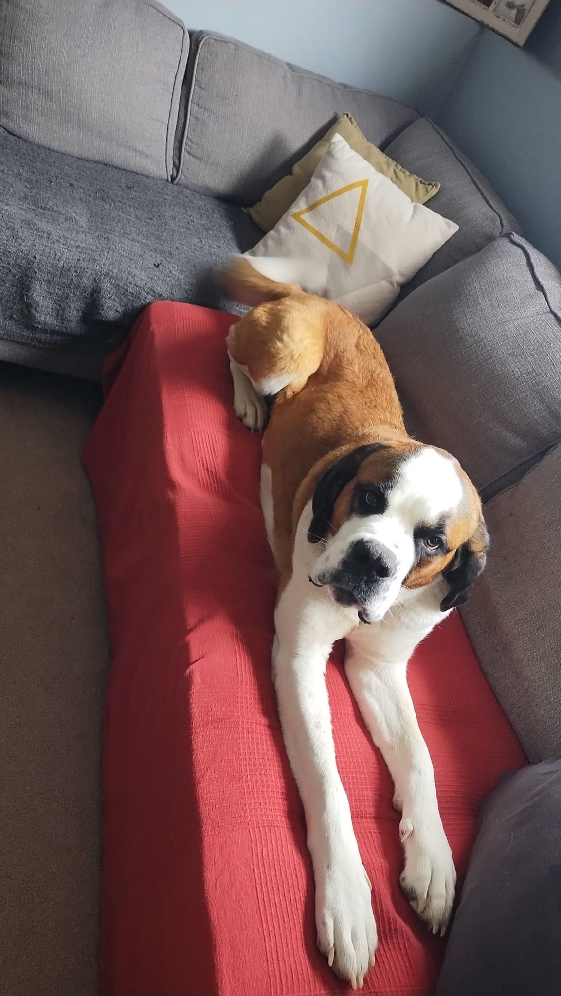 Izzy, an adoptable Saint Bernard in Lethbridge, AB, T1K 7V5 | Photo Image 2