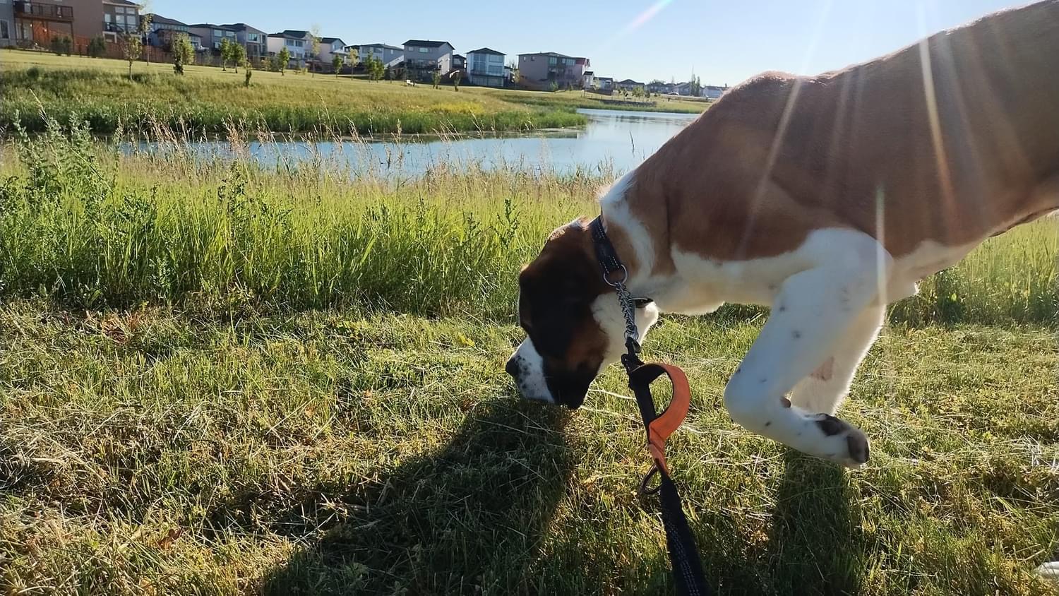 Izzy, a Adoptable Saint Bernard in Lethbridge, AB image 5/6