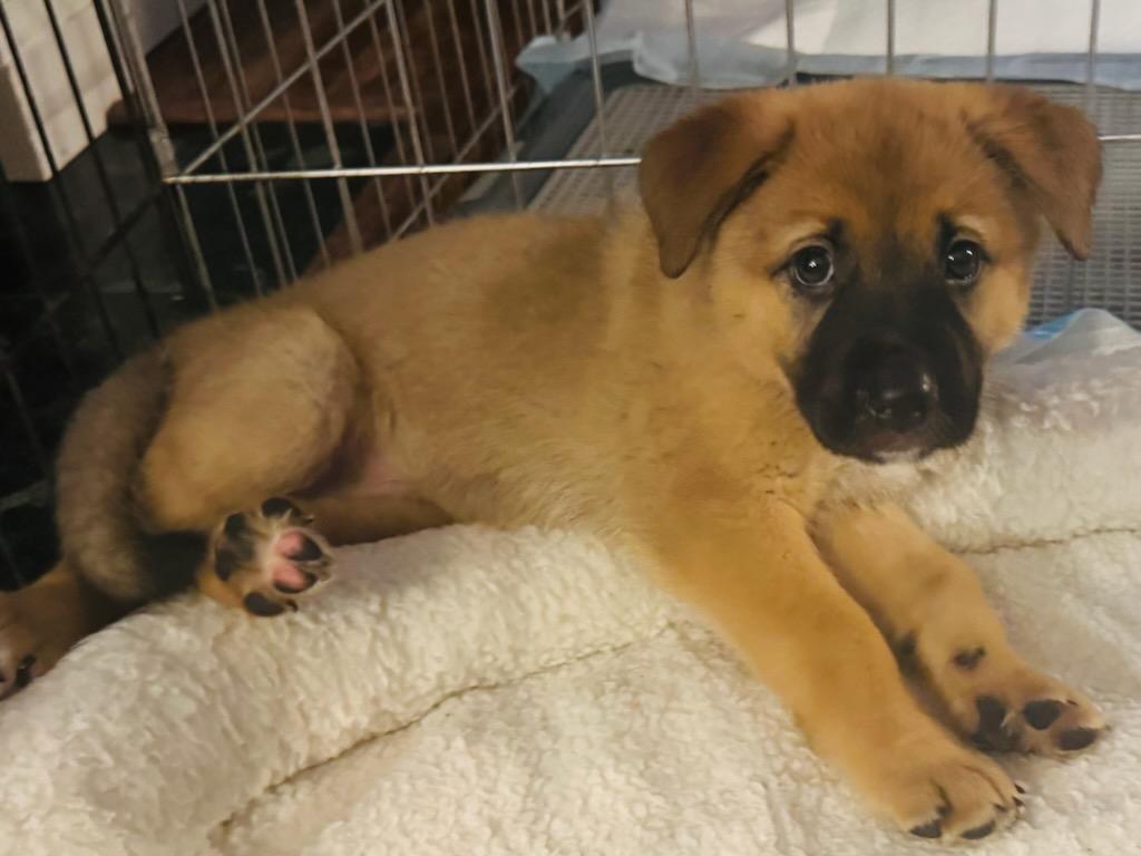 Ivy, an adopted mixed breed in Lake Cowichan, BC image 3/6