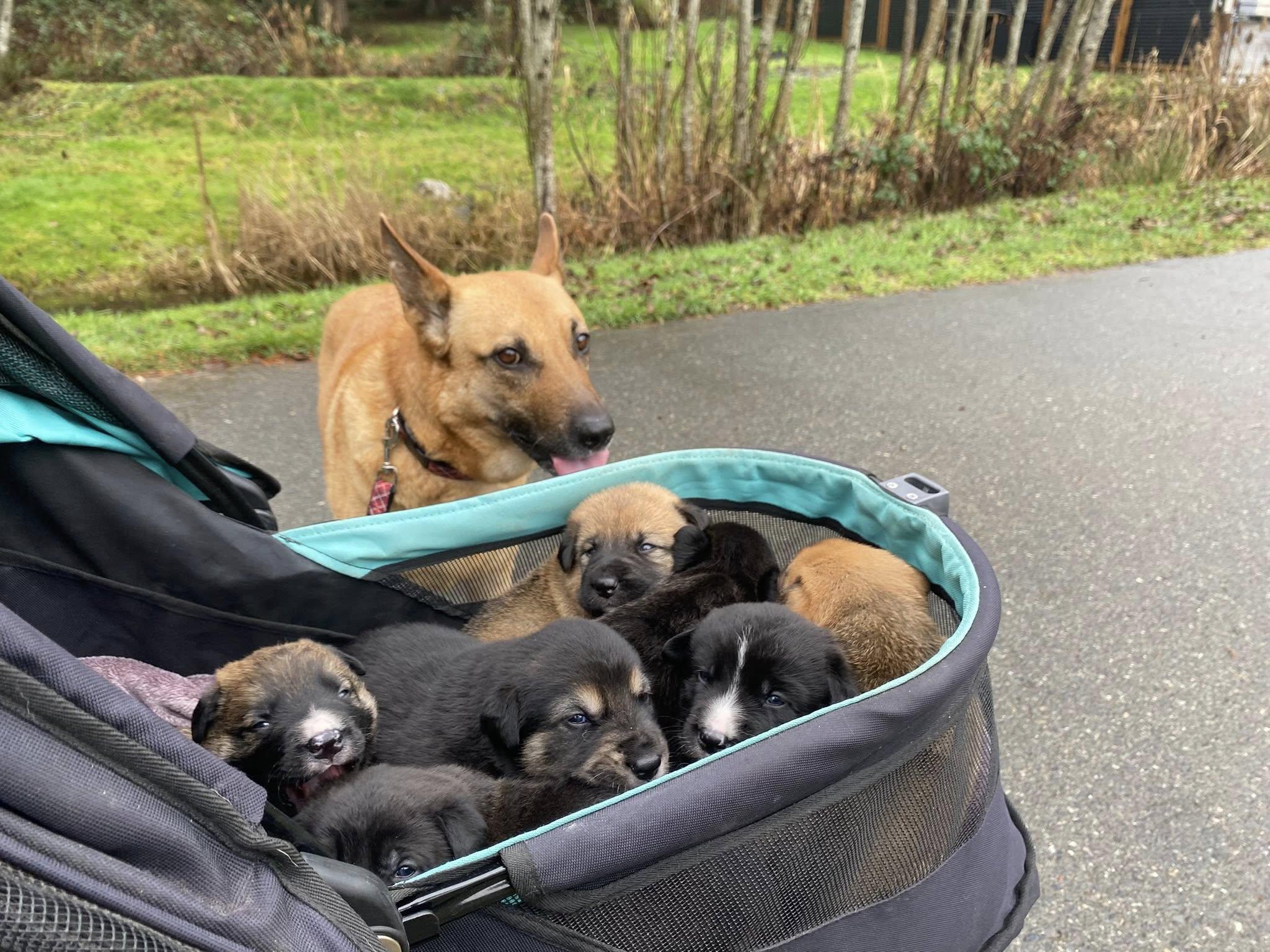Ivy, an adopted mixed breed in Lake Cowichan, BC image 5/6