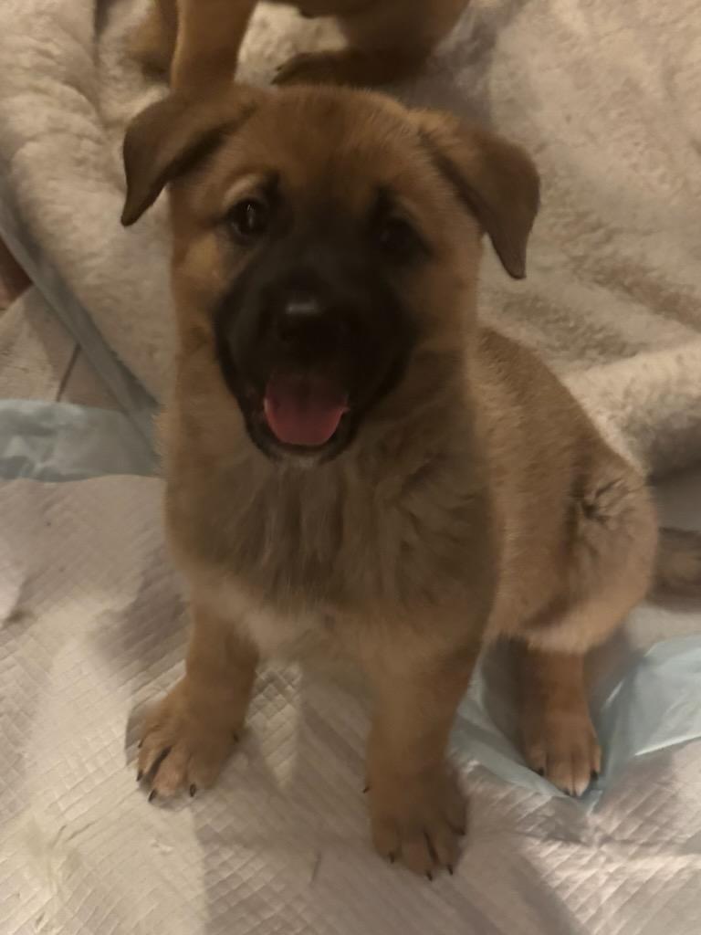 Ivy, adopted, Puppy Female German Shepherd Dog & Black Labrador Retriever.