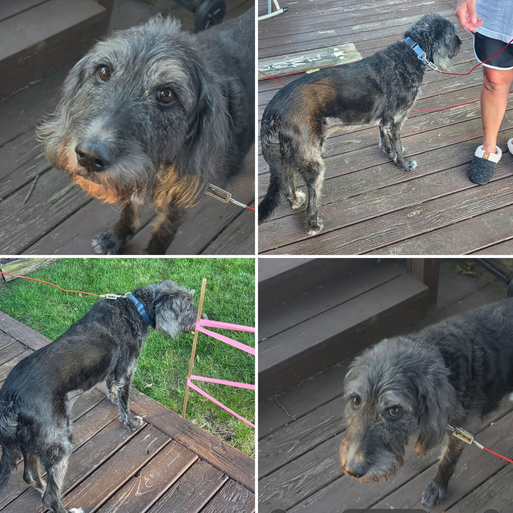 Stevie Nicks, Adopted, Adult Female Standard Poodle & German Wirehaired Pointer.