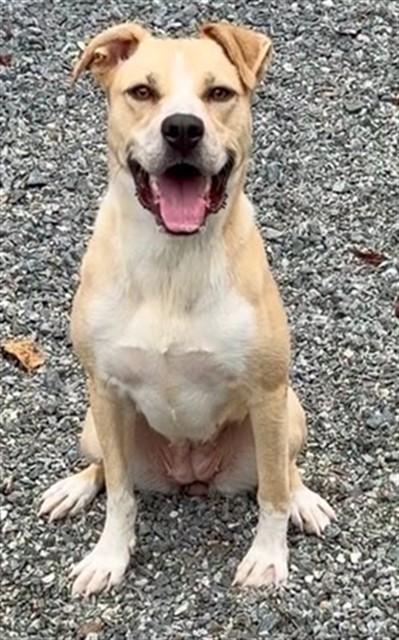 Enlarge RIVER, a Adoptable mixed breed in Newton, NC image 1/1