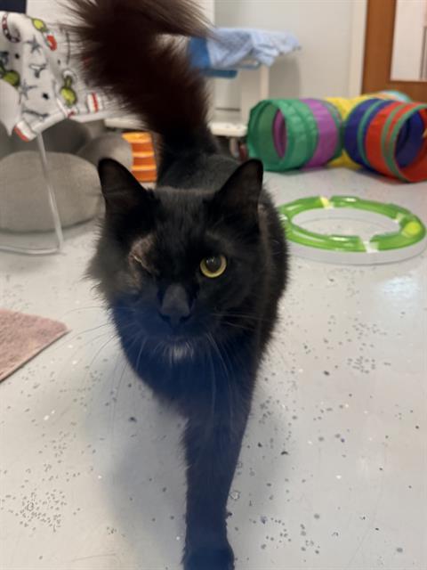 EYELA, Adoptable, Young Female Domestic Medium Hair.