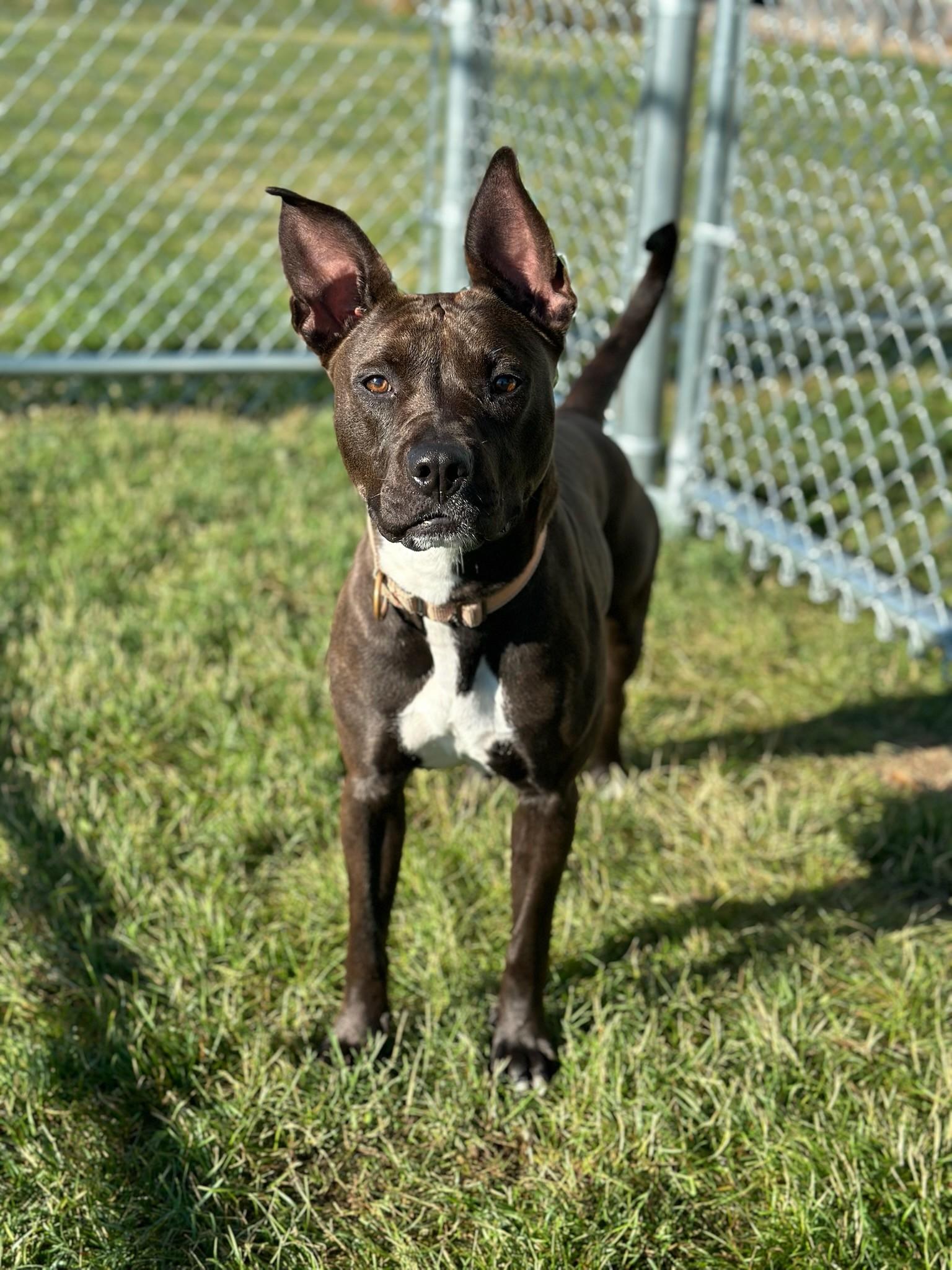 Lana, a Adoptable mixed breed in Mount Pleasant, MI image 4/5