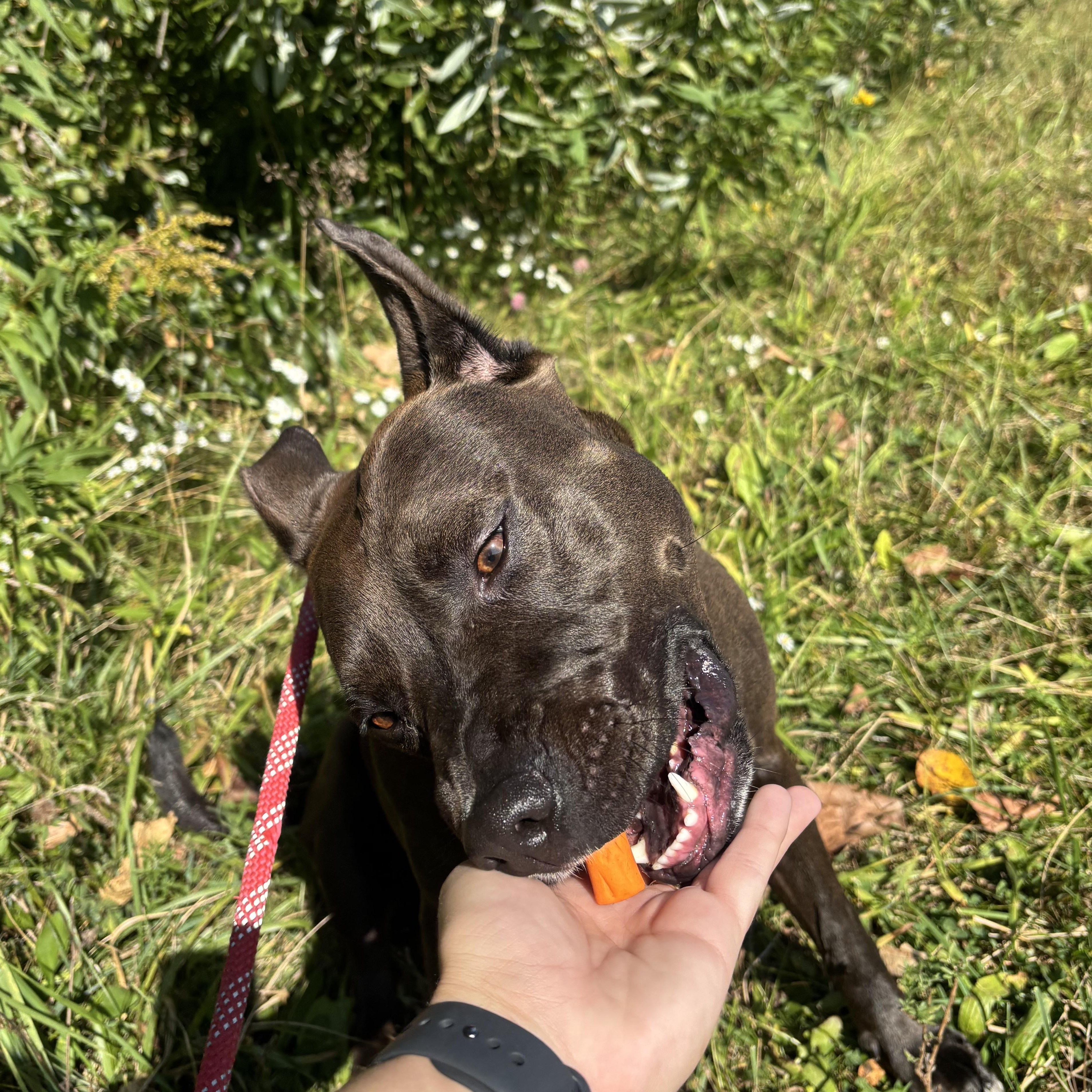 Lana, an adoptable Mixed Breed in Mount Pleasant, MI, 48858 | Photo Image 4