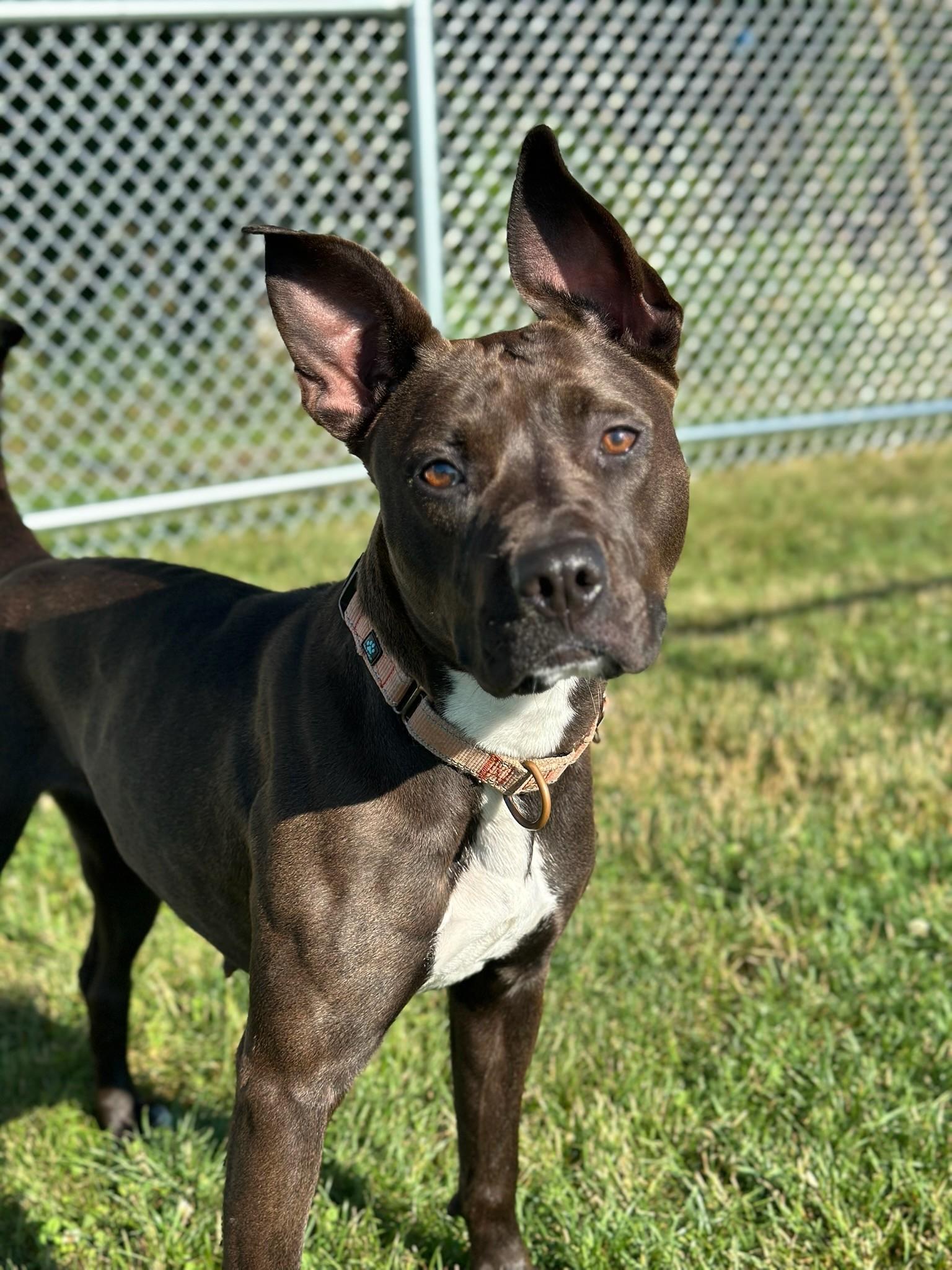 Lana, a Adoptable mixed breed in Mount Pleasant, MI image 5/5