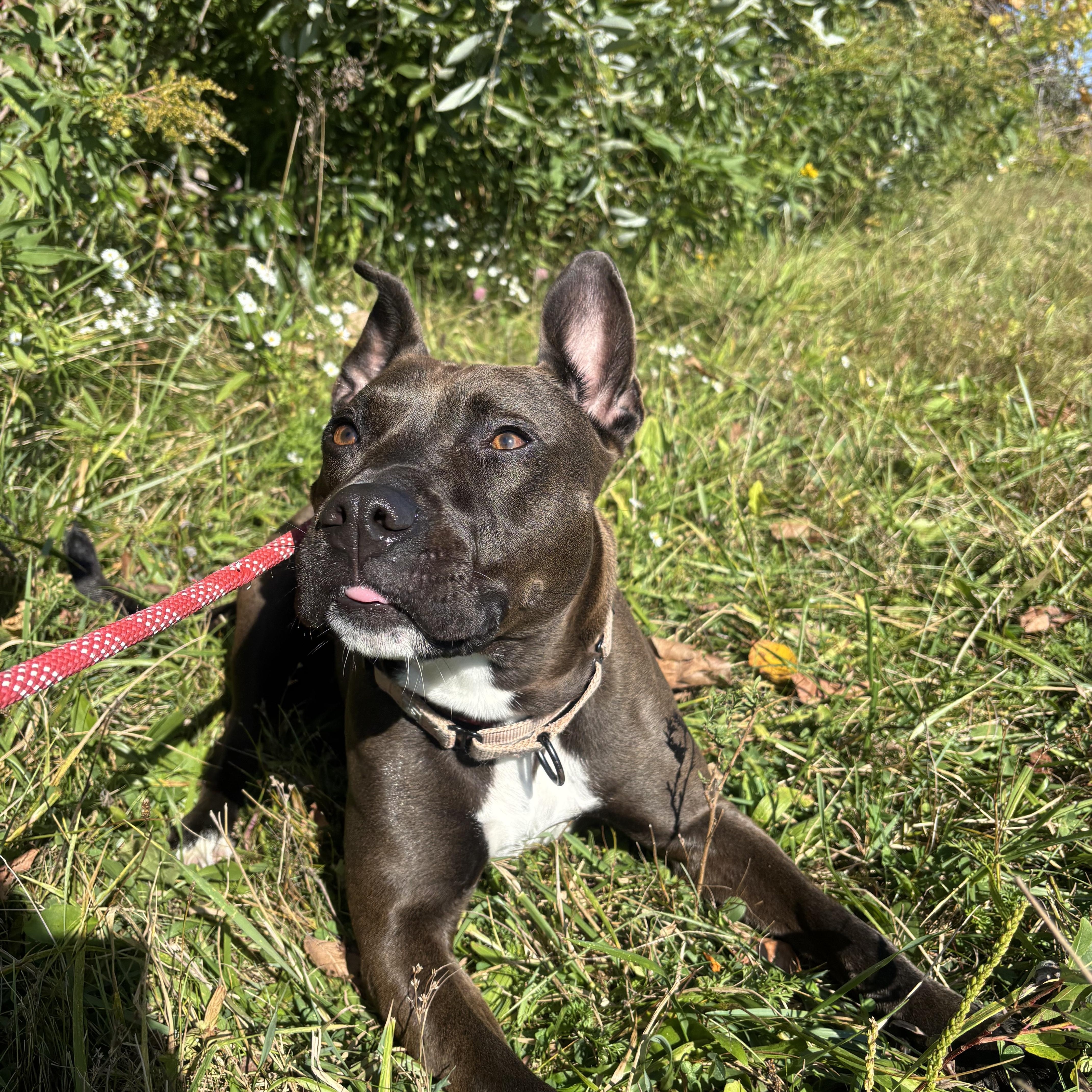 Lana, adoptable, Adult Female Mixed Breed.