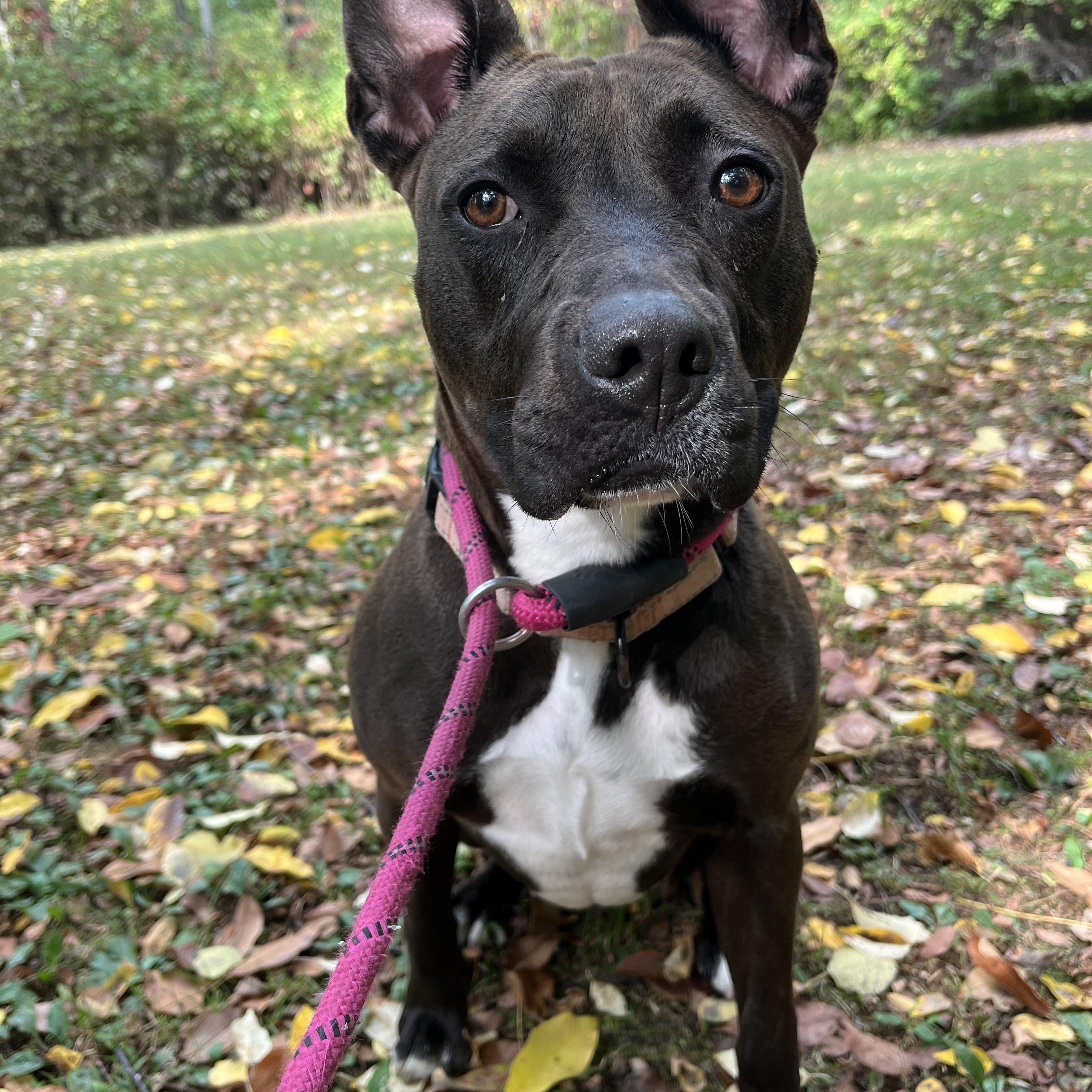 Lana, a Adoptable mixed breed in Mount Pleasant, MI image 3/5