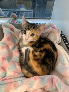 Asta Calico, Adoptable, Kitten Female Domestic Short Hair.