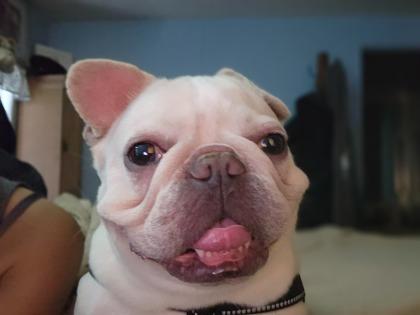 DREAMER POTATO, a Adoptable French Bulldog in Bonney Lake, WA image 2/3