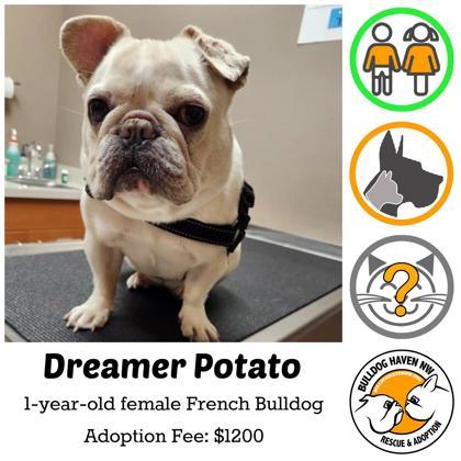 DREAMER POTATO, Adoptable, Young Female French Bulldog.