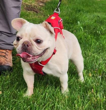 DREAMER POTATO, a Adoptable French Bulldog in Bonney Lake, WA image 3/3