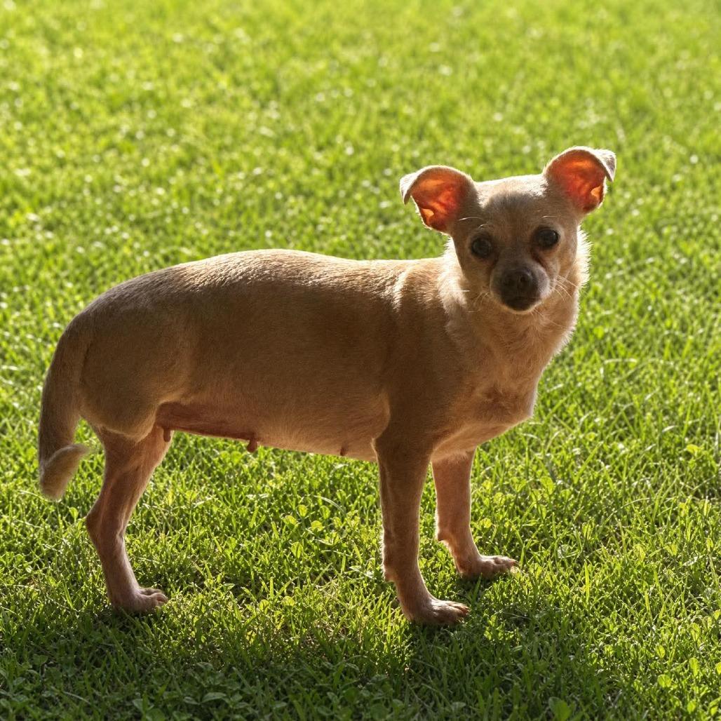 Lupita, a Adoptable Chihuahua in Huntsville, AL image 2/6