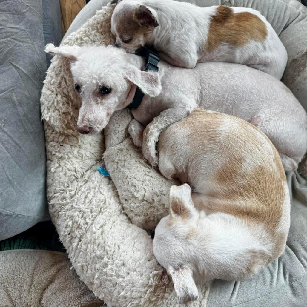 Lupita, a Adoptable Chihuahua in Huntsville, AL image 3/6