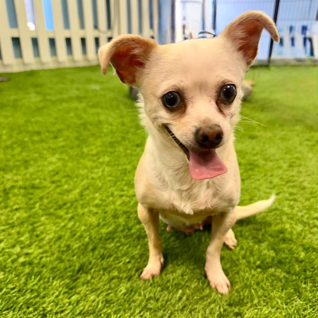 Lupita, a Adoptable Chihuahua in Huntsville, AL image 5/6