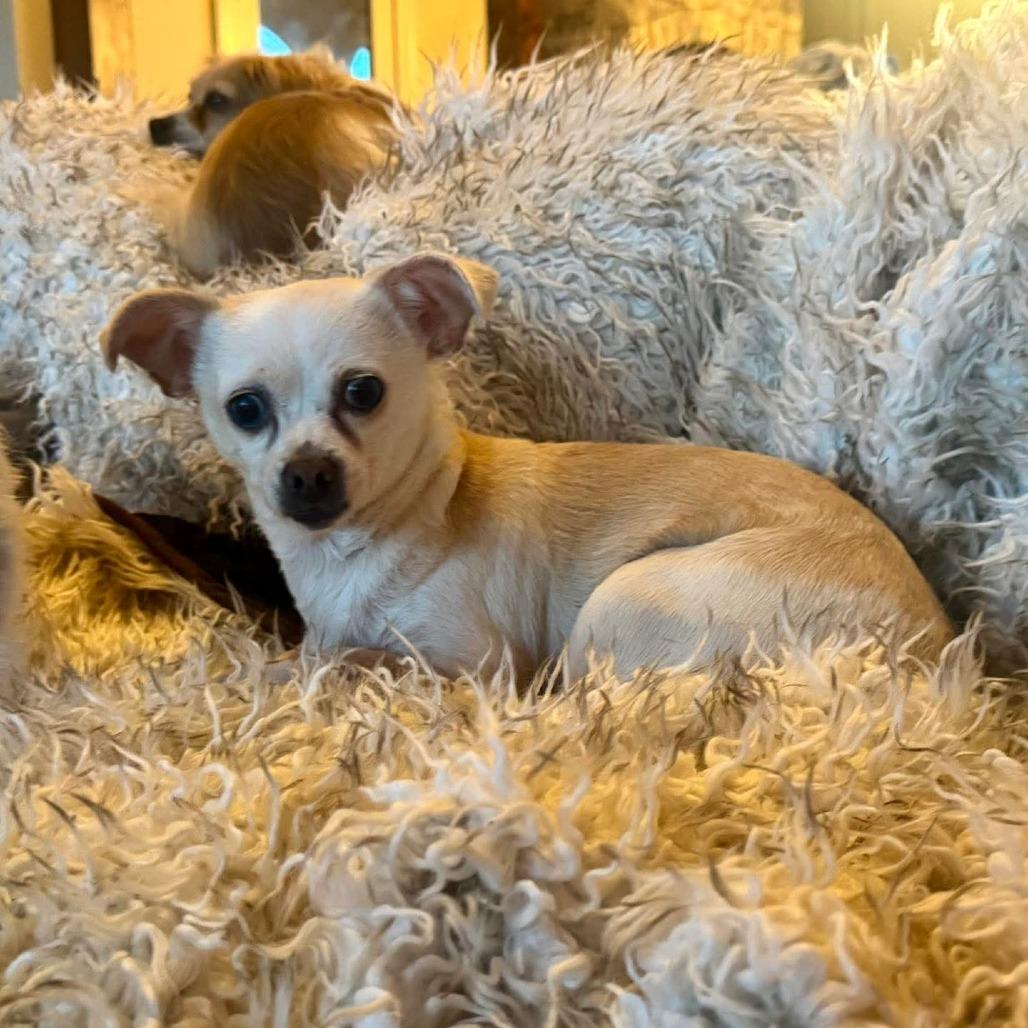 Lupita, a Adoptable Chihuahua in Huntsville, AL image 6/6