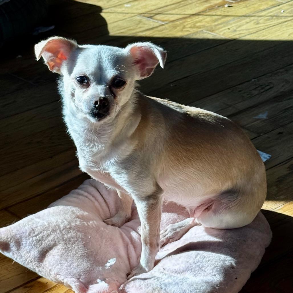 Lupita, Adoptable, Adult Female Chihuahua.