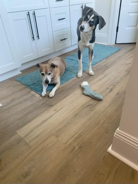 Enlarge Arnie, an adopted mixed breed in Unionville, CT image 2/6