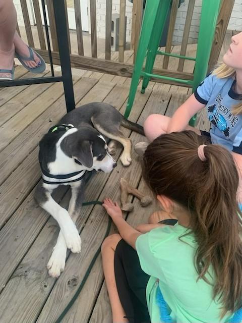 Enlarge Arnie, an adopted mixed breed in Unionville, CT image 3/6