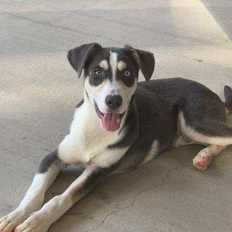 Enlarge Arnie, an adopted mixed breed in Unionville, CT image 4/6