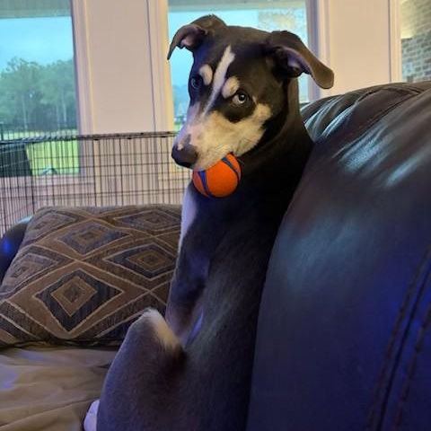 Arnie, adopted, Young Male Australian Shepherd & Shepherd.