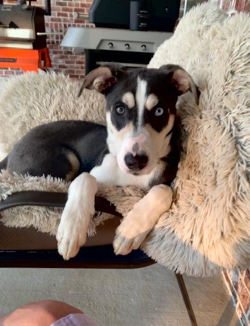 Enlarge Arnie, an adopted mixed breed in Unionville, CT image 5/6