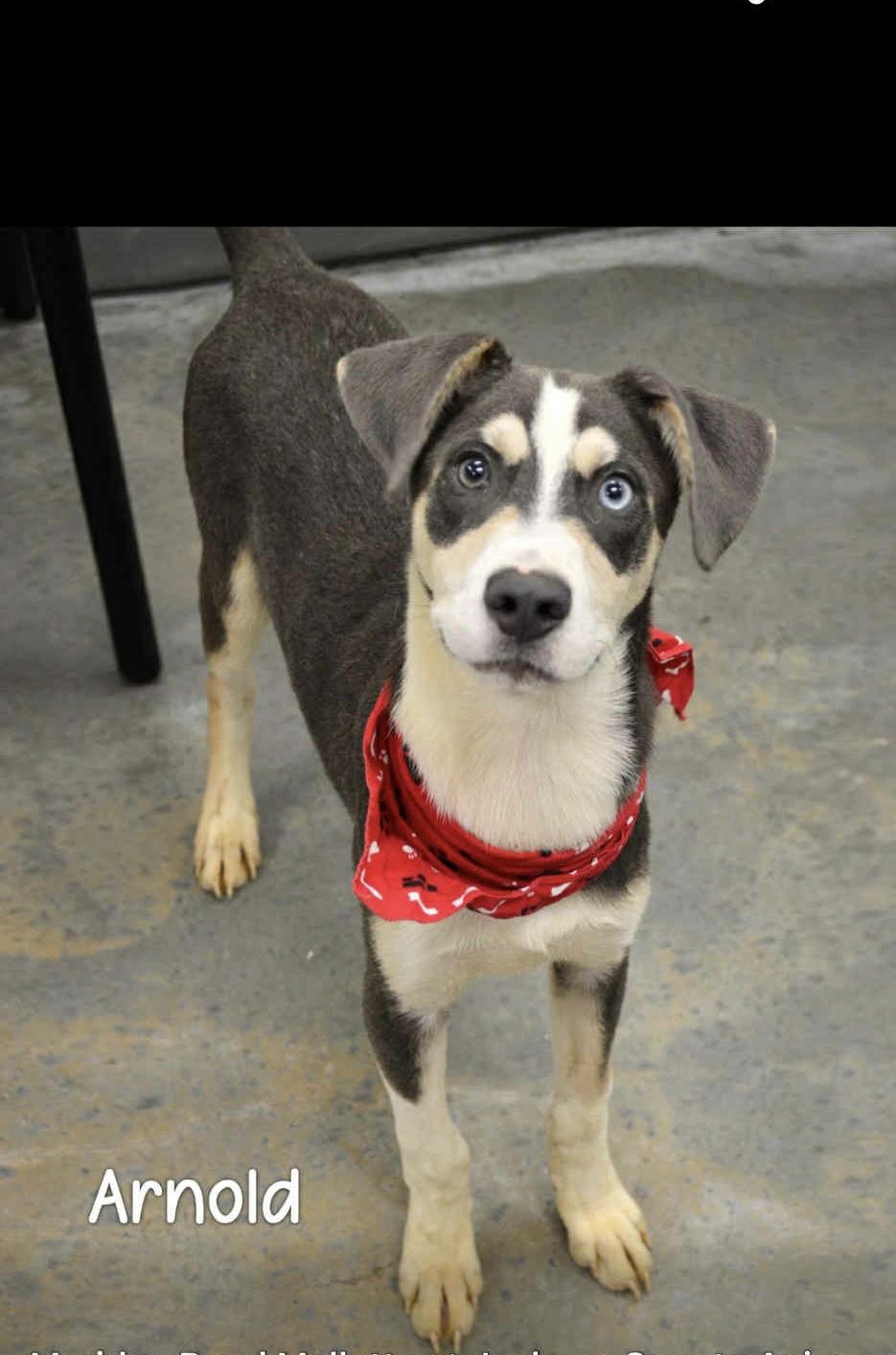 Enlarge Arnie, an adopted mixed breed in Unionville, CT image 6/6