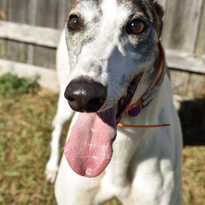 Ww Blow Bye thumbnail 2