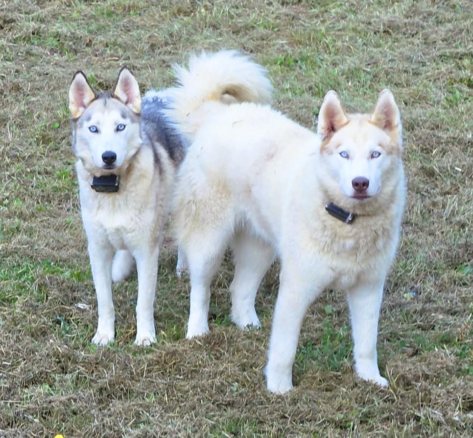 Enlarge Floki, a Adopted mixed breed in Frederick, MD image 5/5