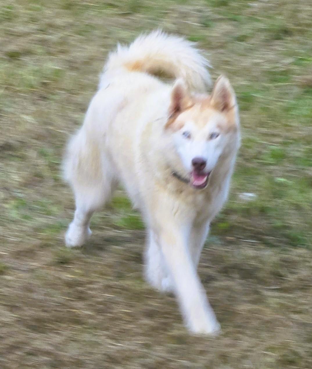 Enlarge Floki, a Adopted mixed breed in Frederick, MD image 2/5
