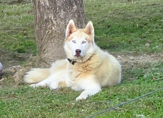 Floki, Adopted, Adult Male Husky.