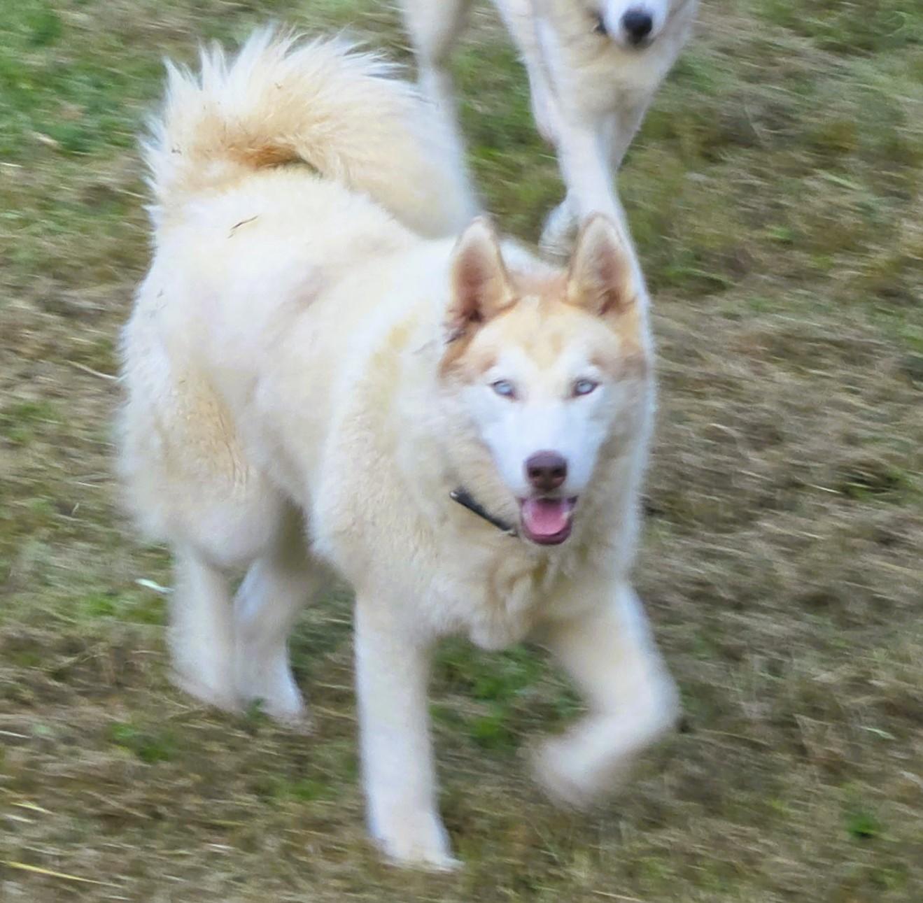Enlarge Floki, a Adopted mixed breed in Frederick, MD image 3/5