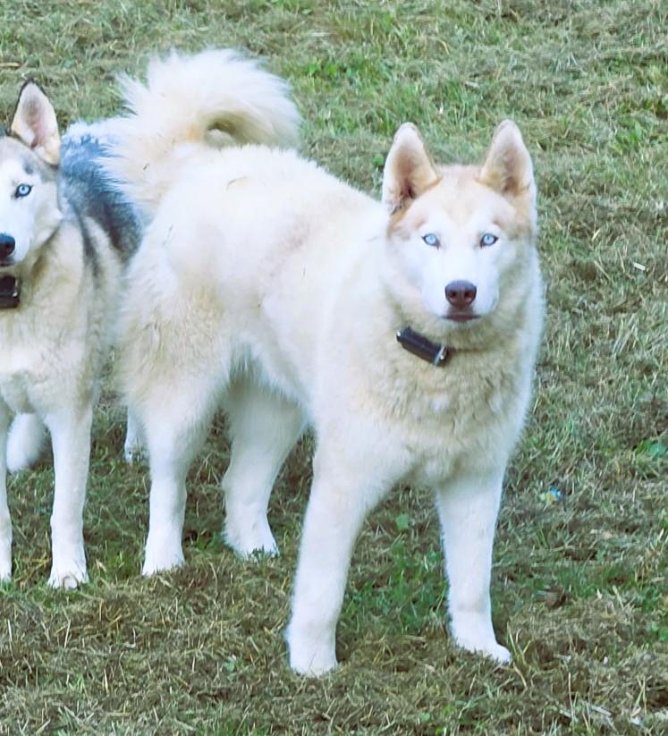 Enlarge Floki, a Adopted mixed breed in Frederick, MD image 4/5