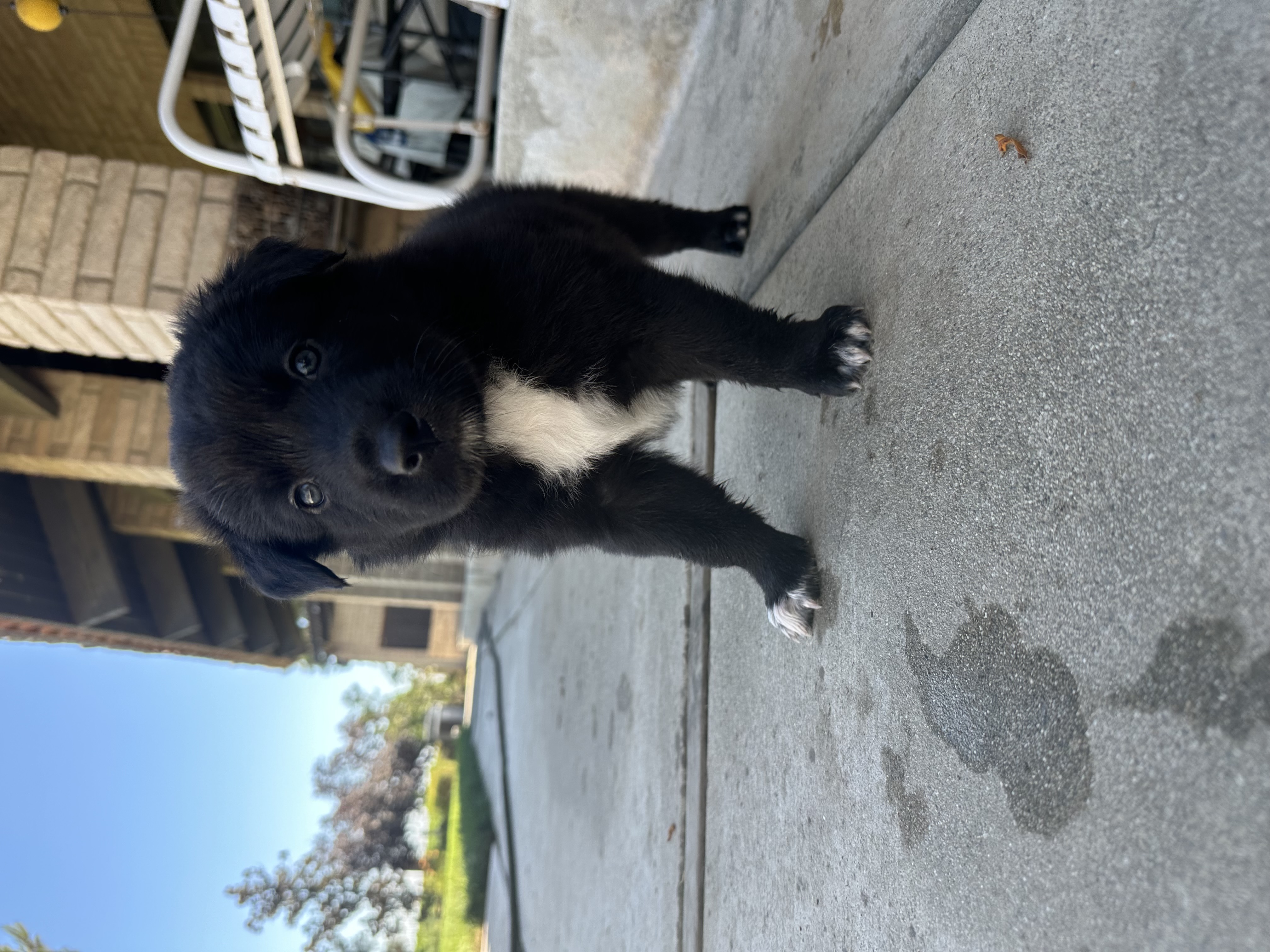 Adrian Weinberg UPDATE! 4/18, an adoptable Border Collie, Shepherd in Bakersfield, CA, 93312 | Photo Image 2