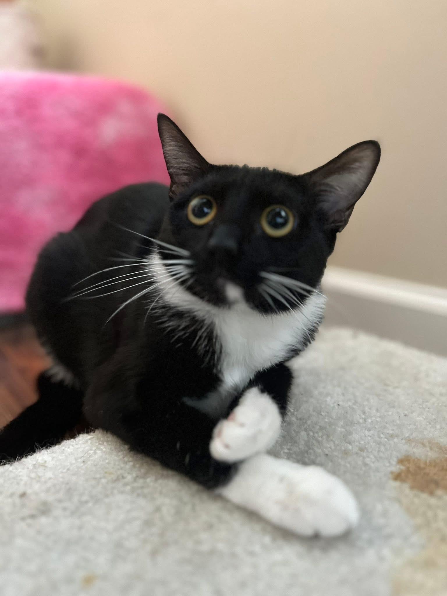 Rozey, Young Female Domestic Short Hair