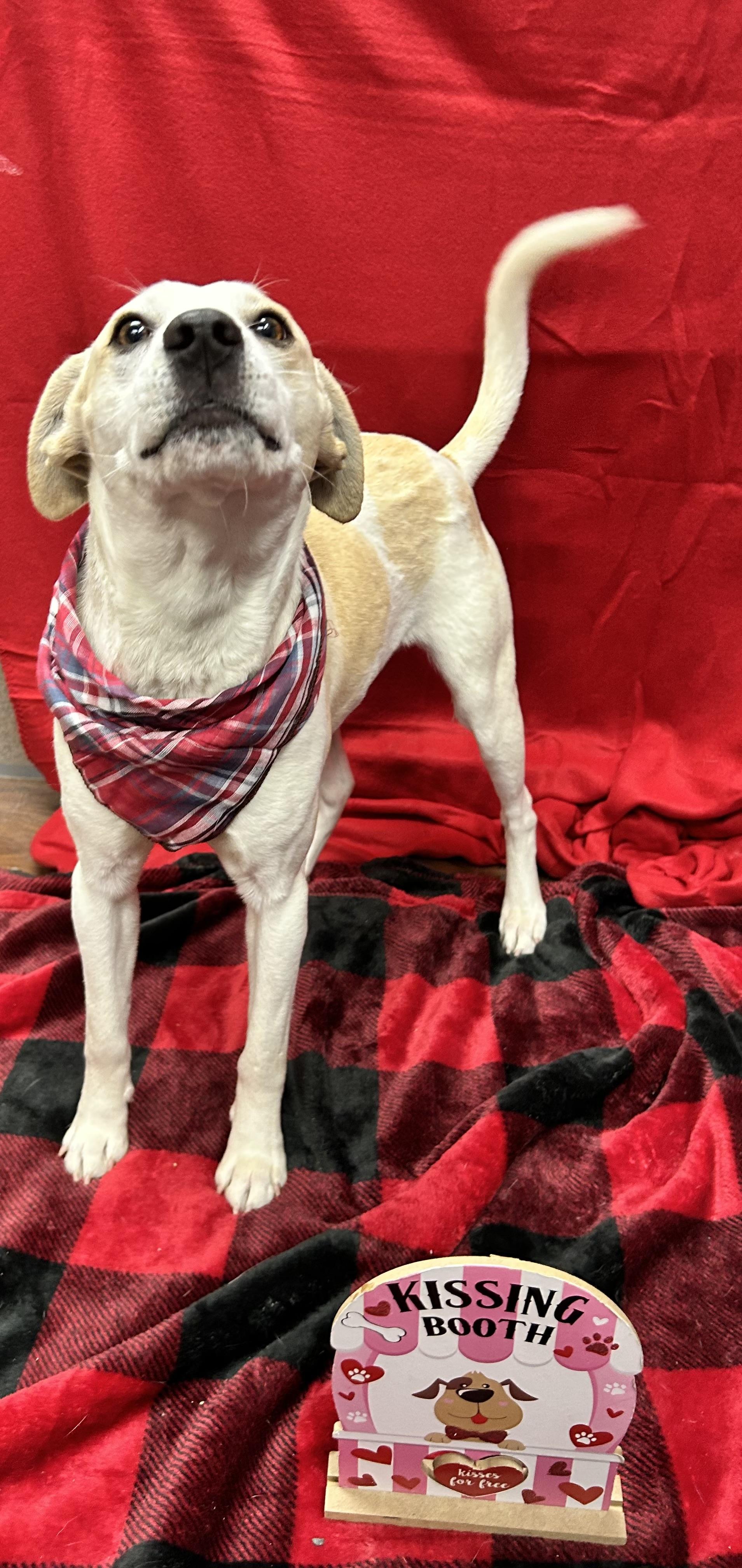 Enlarge Frank , a ADOPTABLE mixed breed in Howes Cave, NY image 4/5