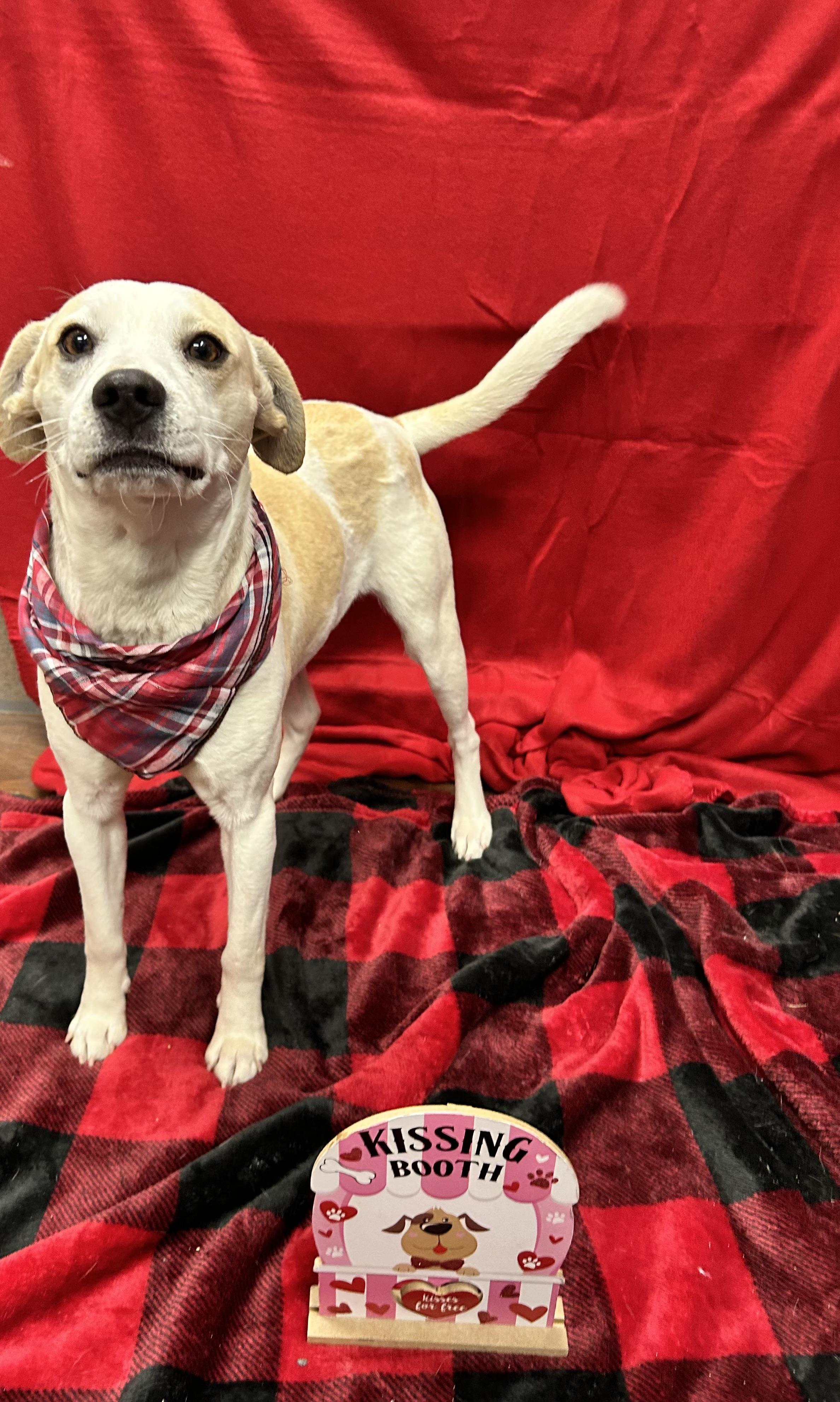 Frank , ADOPTABLE, Young Male Beagle.